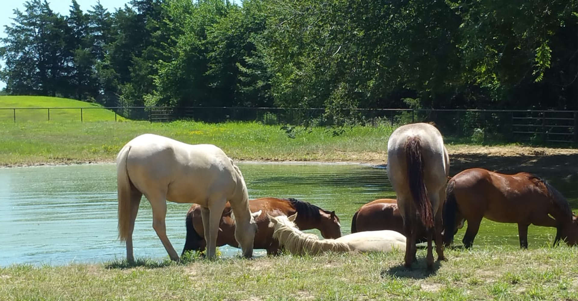 slider-impressions-horses-CS-Ranch
