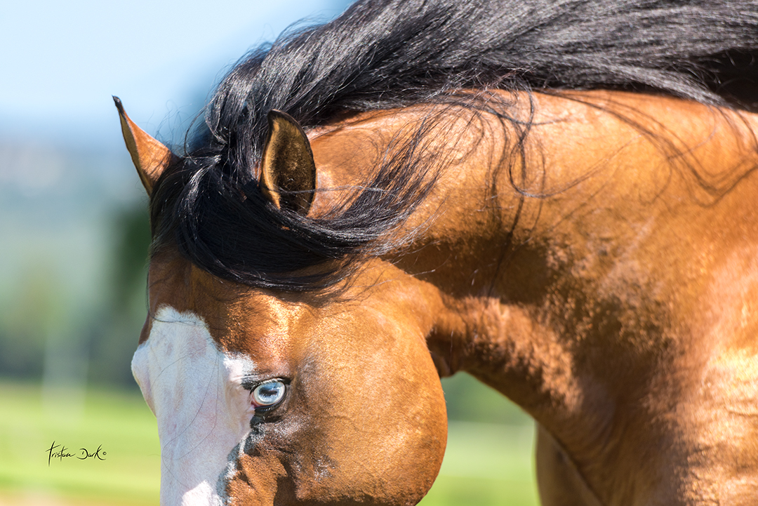 tristan_dark_horses_gotta_nifty_gun_DSC2008_web