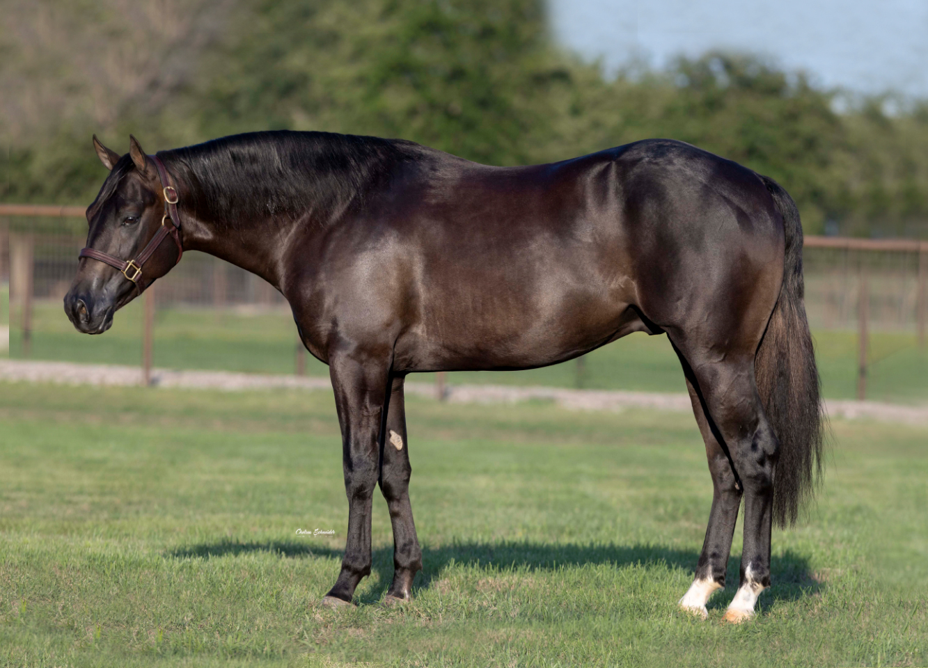 Greatest-Showman-(Blacky)