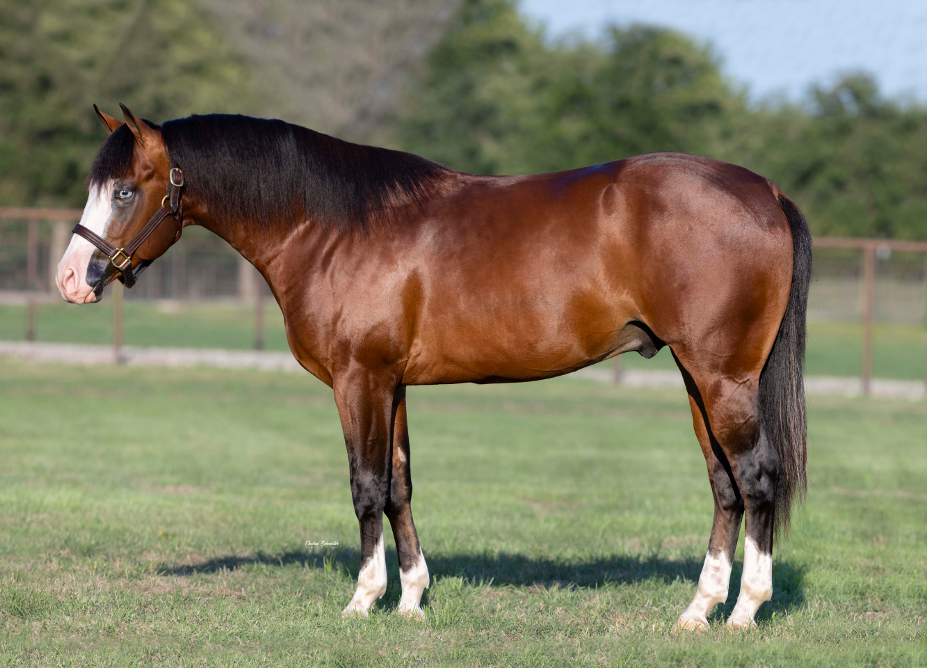 Reining-Royalty-(Duke)